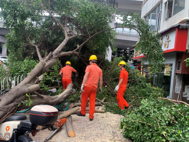 夙興夜寐戰“泰利” 廣州建築有群“風雨中的綠巨人”